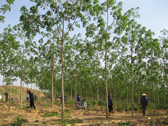 Công ty Cao su Yên Bái trồng 2.266 ha